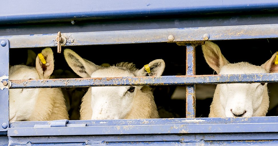 Farm-animal-theft