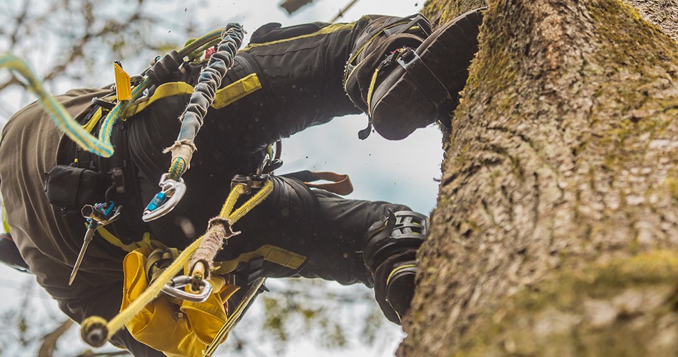 A Safer Way To Work: Tips for Your Arborist Business - Ian Hewitt